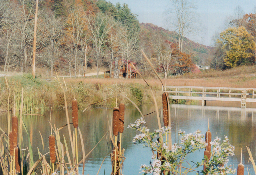 cattails.jpg
